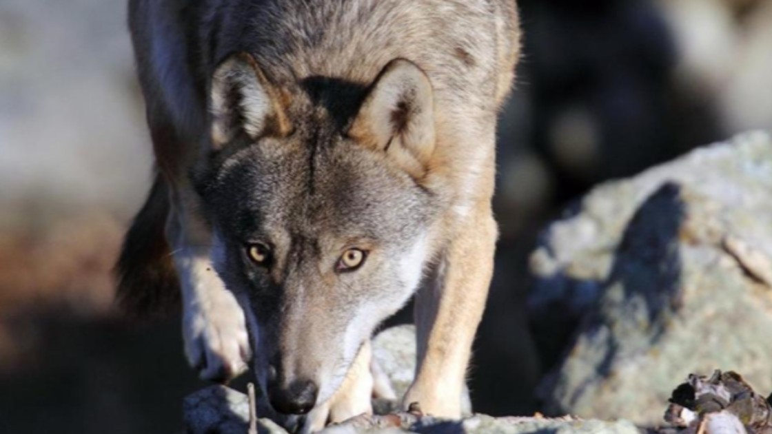 Il venditore di fumo l’aringa e l’orso
